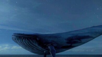 Blue Whale